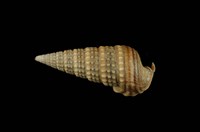 藏品(栓海蜷)的圖片